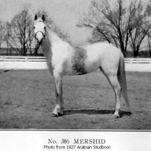 Mershid