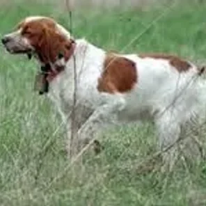 French Brittany