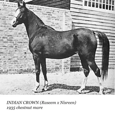 Indian Crown