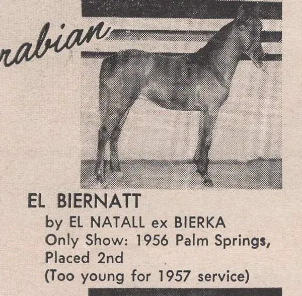 EL BIERNATT