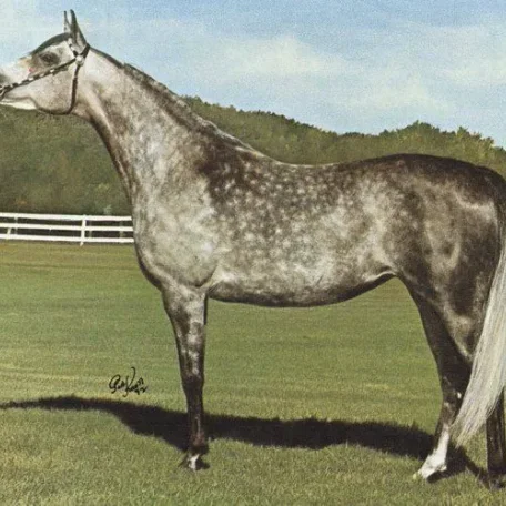 U.S. National Champion Stallion, Galizon; full brother, Gay-Rouge, Canadian TT Stallion and sire of Canadian Champion Stallion Gai Champion; and full sister Gay Gay Rose, U.S. Top Ten Mare. Galizon sired of 1974 U.S. National Champion Mare Jon San Judizon