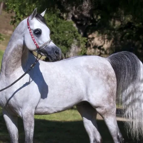 Om El Bellissimo
(Om El Shahmaan × Om El Benedict)
Grey Stallion, Born 2007