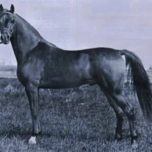 Silver Monarch