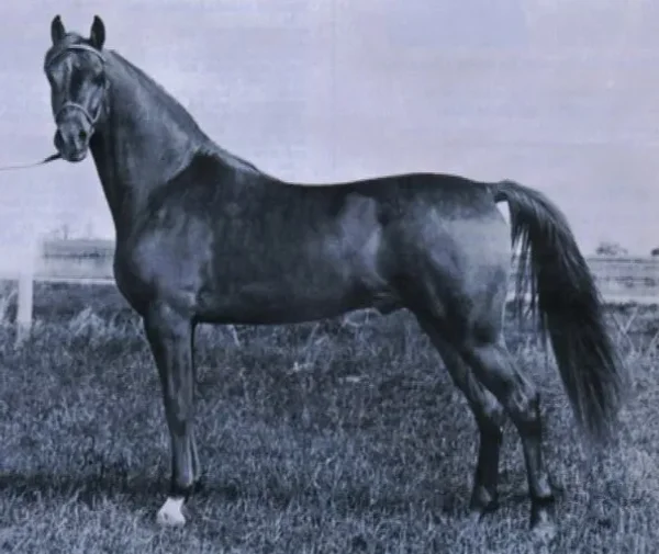 Silver Monarch