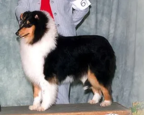 CH Diamante's Chanel Egoiste