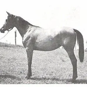 Halali Habanera