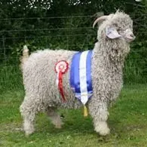 Angora Goat
