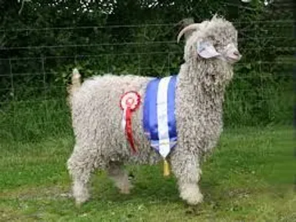 The Angora goat (Turkish: Ankara keçisi) is a breed of domestic goat that is named for Ankara, Turkey, historically known as Angora. Angora goats produce the lustrous fibre known as mohair.