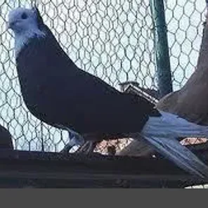 Nis’s white-tail highflyer