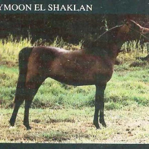 HYMOON EL SHAKLAN