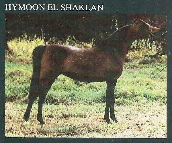 HYMOON EL SHAKLAN