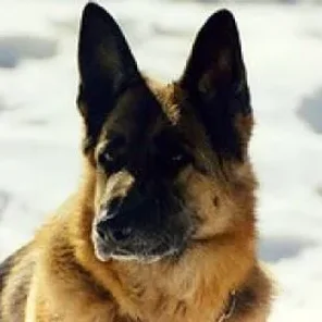 Animals in Winter We Domesticate