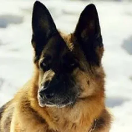 Member pets in Winter