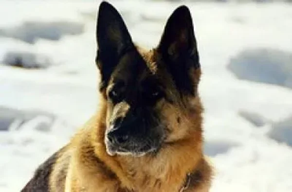 Member pets in Winter