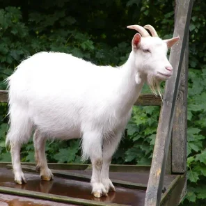 Goat Tales