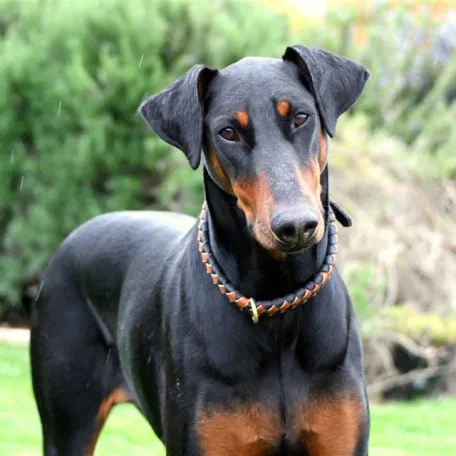 What comes to mind when you hear the term “guard dog” Do you immediately picture a monstrous, muscular animal with massive slavering jaws and a bone-chilling, deep-voiced bark
