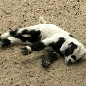 Fainting Goats