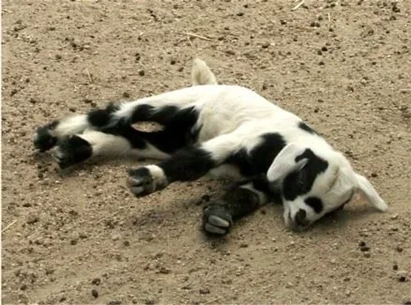 A myotonic goat, otherwise known as the fainting goat, is a domestic goat whose muscles freeze for roughly 10 seconds when the goat feels panic.