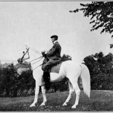 El Bulad 1903 Arabian Stallion.