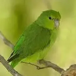 Mexican Parrotlet