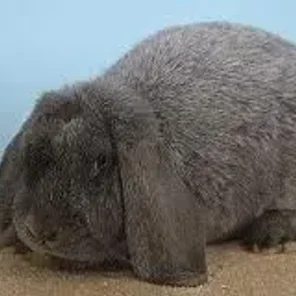 Meissner Lop