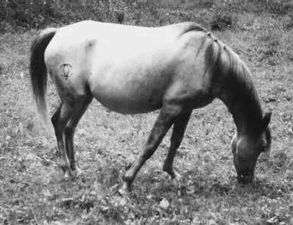 Morisca V