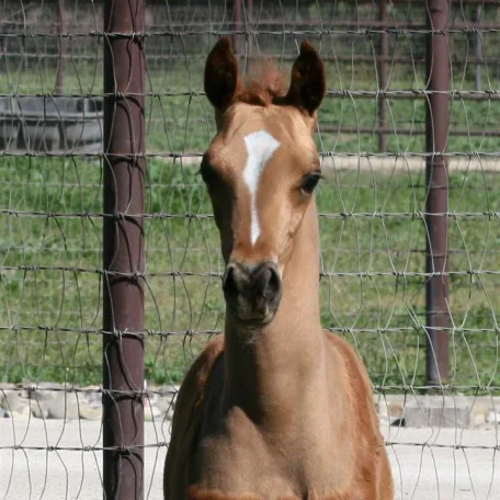 Pinga's 2009 colt by Enzo