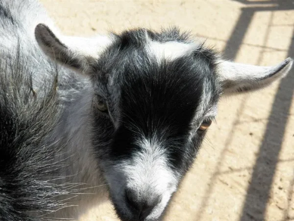 Animal Haven Ben Hur