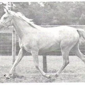 Halali Tamarisk