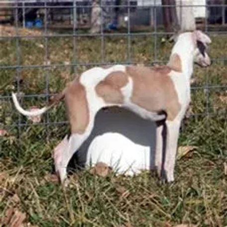 The Italian Greyhound is found in a wide array of colors and markings.