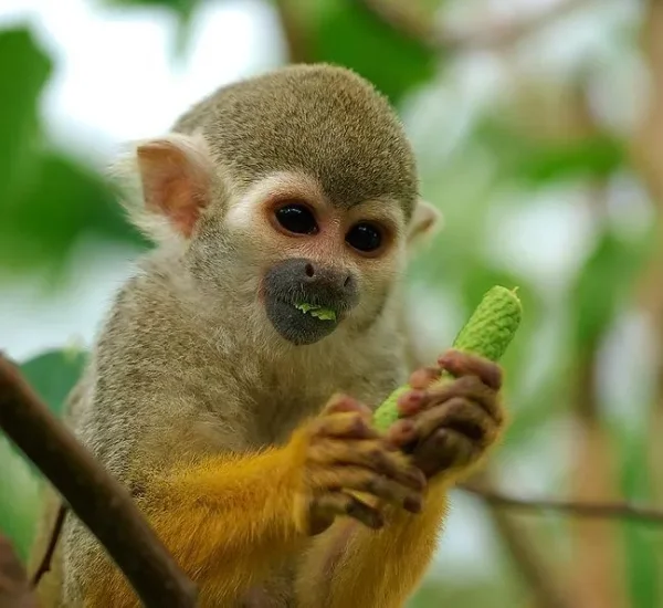Monkey