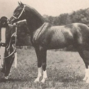 Ibn Mahruss