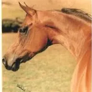Star Of Ofir