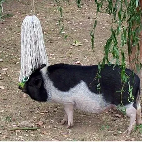 Enrichment for Mini Pig health and happiness