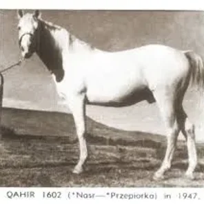 Qahir