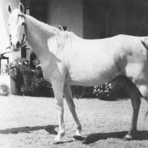 Zaafarana