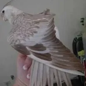 Cinnamon Cockatiel