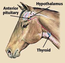 Could Your Shaggy, Thirsty Horse be Suffering from Cushing’s Disease?