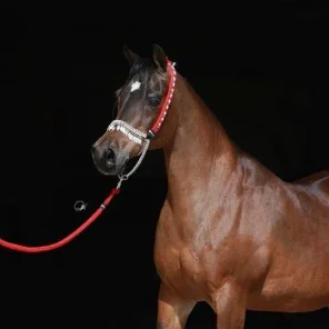 Ansata Samarra