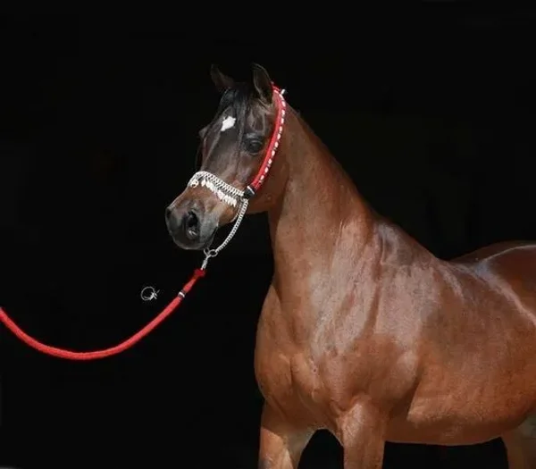 Ansata Samarra