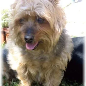 Life's Healthy Pet Food
