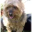Life's Healthy Pet Food