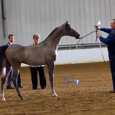Vinnie winning the Region 13 Breeders Sweepstakes Half Arabian Colt/Gelding class and Region 13 Half Arabian Championship.