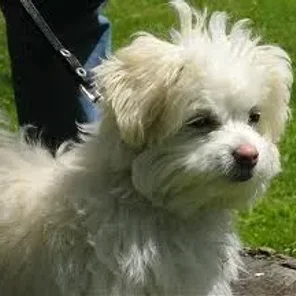 Cotonese (Designer Dog)