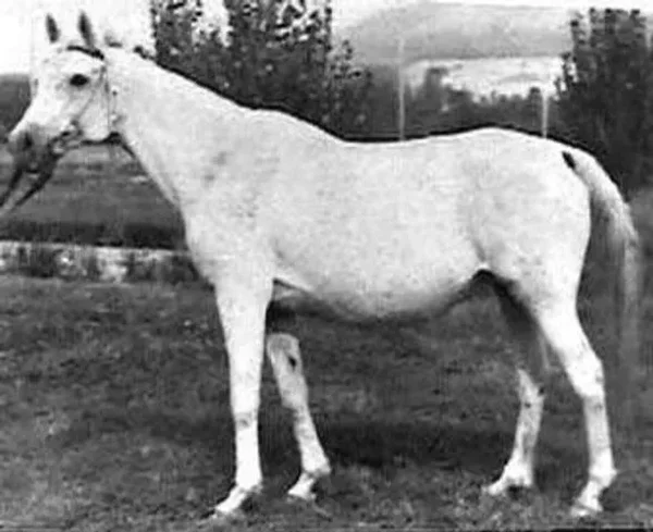 Teplitsa