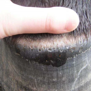 Abscess in Horses