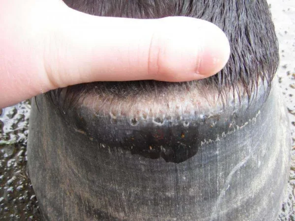 abscess, laminitis, founder