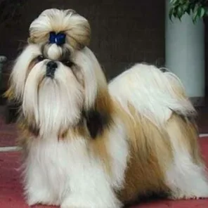 20 Low Maintenance Dog Breeds For You - Part I