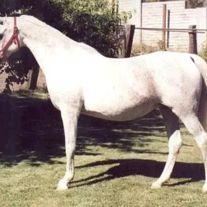 TORINNA