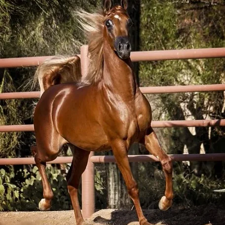 The Arabian National Breeder Finals are finally here and I’m so looking forward to presenting our colt…Tulio!
Luxemere Tulio ( Trussardi x LM Magnified )
